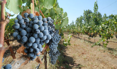 Weingut Kayra I Weinland Türkei I MineDineWine
