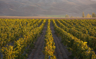 Weingut Kavaklidere I Weinland Türkei I MineDineWine