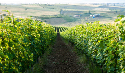 Weinberge der Türkei