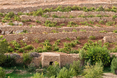 Weinregion Südostanatolien