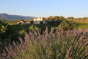 Türkei´s Weinberge
