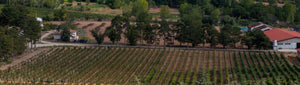Türkei´s Weinberge